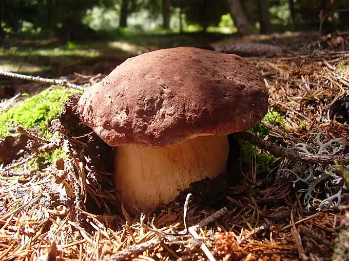 La Boletus Zeus: bicicletas clásicas… y setas