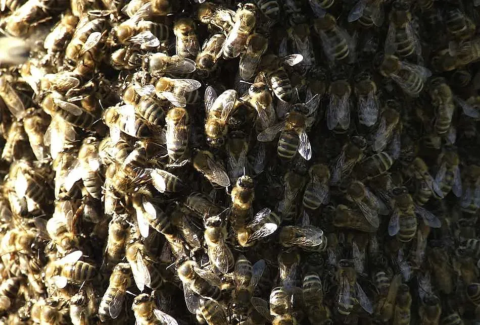 Resultado de imagen para ataque abejas