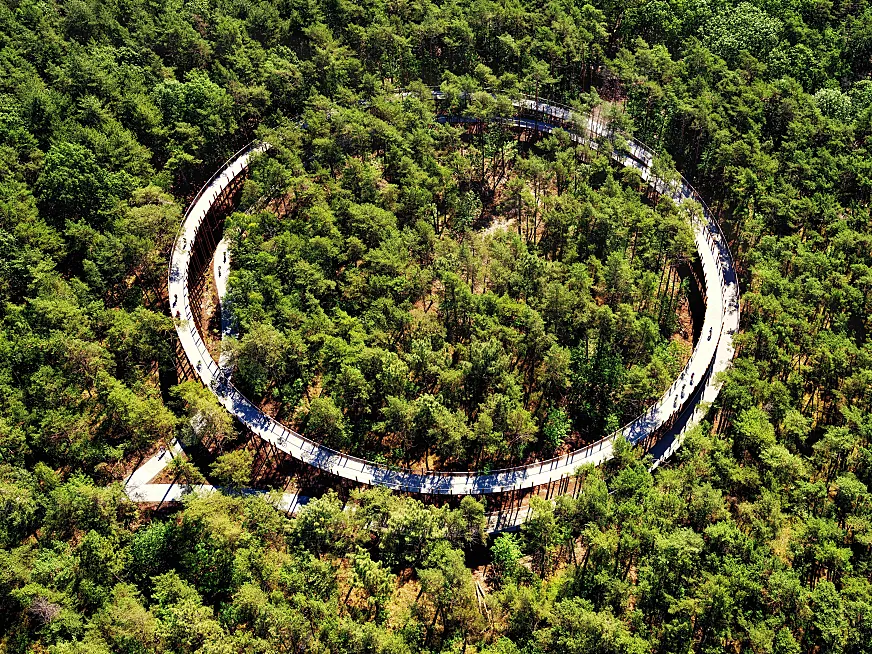 “El respeto por la flora y la fauna fueron claves tanto para el diseño como para la construcción del puente en el bosque” (BuroLandschap). Foto: Luc Daelemans.